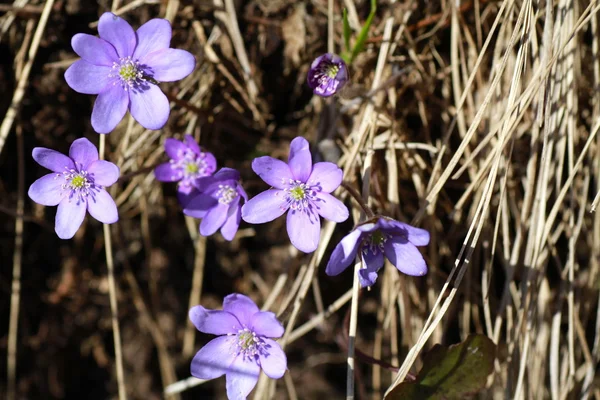 Flowering wild Anemone hepatica (Hepatica nobilis) — Stock Photo, Image