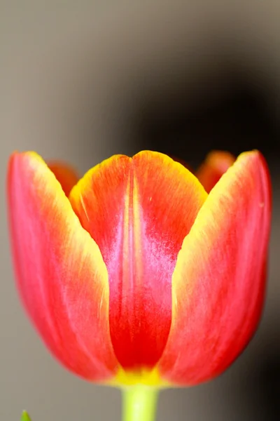 Tulip petals macro detail — Stock Photo, Image