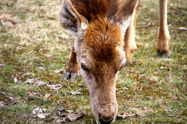 Wypas jeleni mułowych — Zdjęcie stockowe