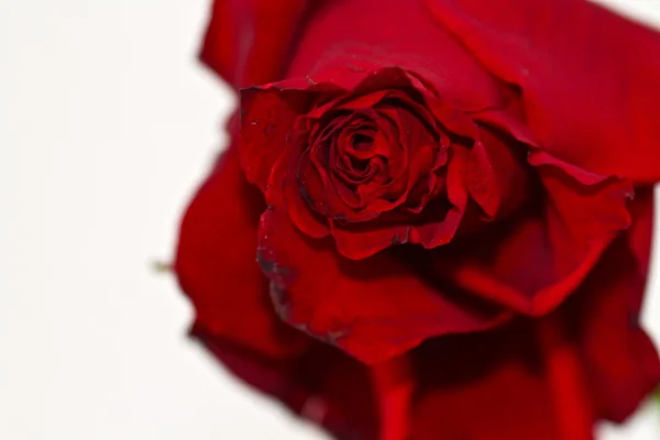 Czerwony detal róża — Zdjęcie stockowe