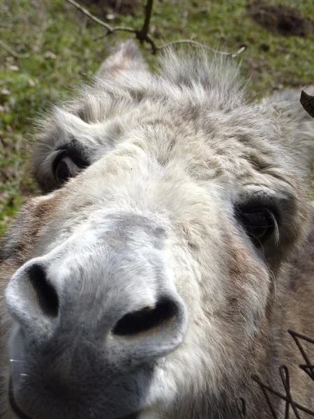 Burro. — Fotografia de Stock