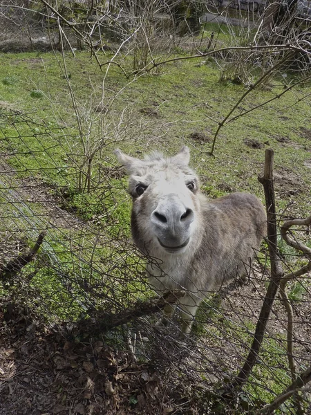 Eşek — Stok fotoğraf