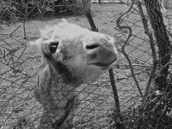 Eşek — Stok fotoğraf