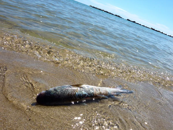 Tote Fische am Ufer — Stockfoto