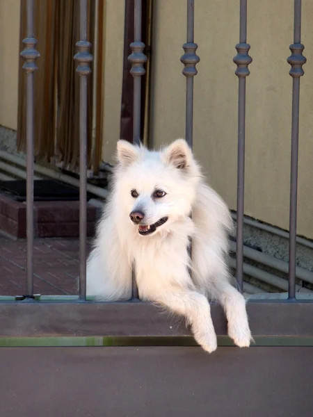 Bílý špicl pes vyhlížel brána — Stock fotografie
