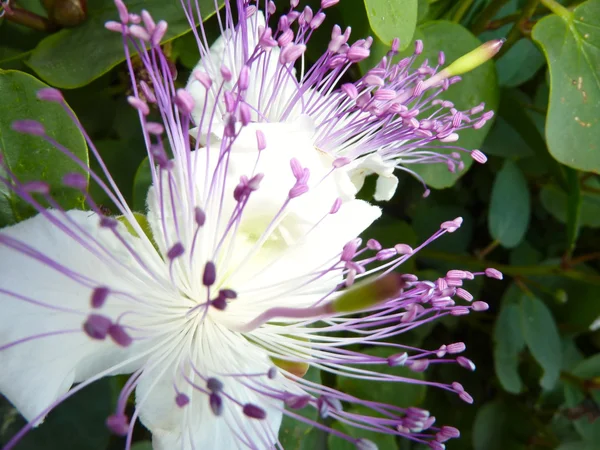 Capparis spinosa — стоковое фото