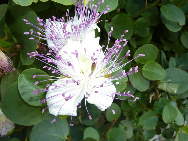 Capparis spinosa — стоковое фото