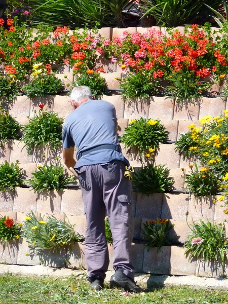 Gardener taking care of plants on a garden — Stock Photo, Image