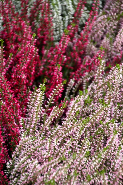 Erica bloemen — Stockfoto