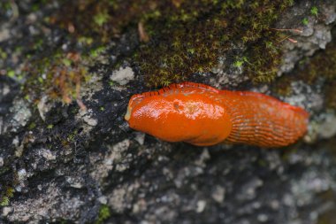 bir duvara turuncu slug