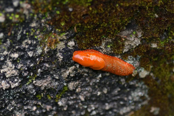 Orange slug on a wall — Stock Photo, Image