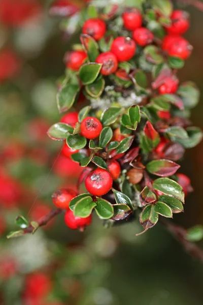 Kırmızı yaban meyveleri bush — Stok fotoğraf