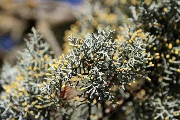 Close up of the young pine branches. — Stock Photo, Image