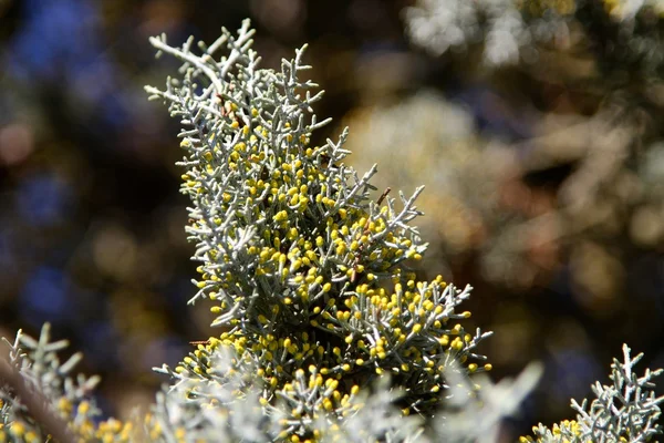 Close up of the young pine branches. — Stock Photo, Image