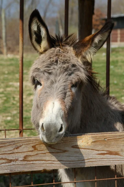 Burro. — Fotografia de Stock