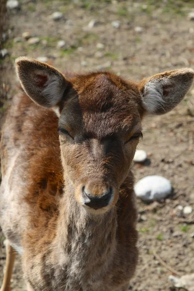 動物園で若い鹿 — ストック写真