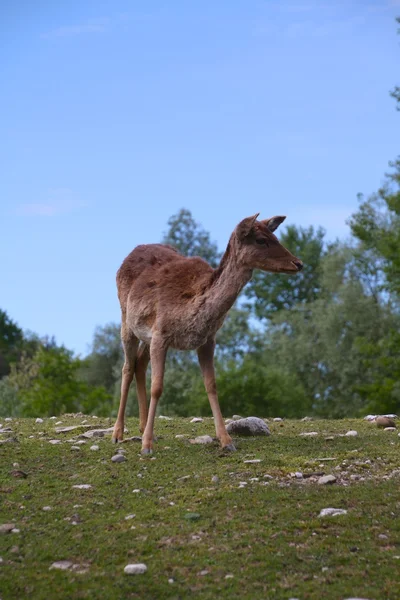 Cervo al pascolo su una collina — Foto Stock