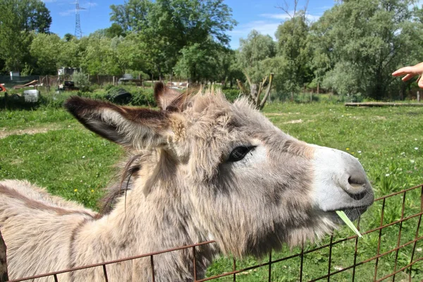 Donkey — Stock Photo, Image