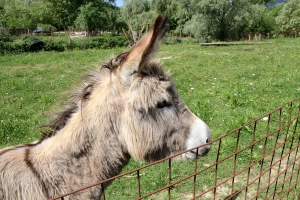 Burro. — Foto de Stock