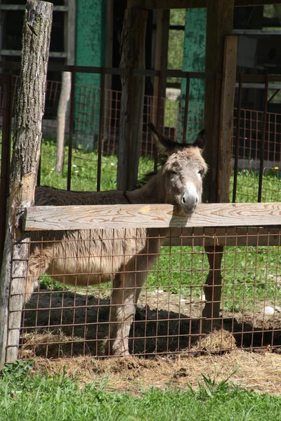 Donkey — Stock Photo, Image