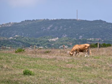 İnekler otlatma üzerinde bir çayır, Sardinya, İtalya