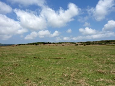 İnekler otlatma üzerinde bir çayır, Sardinya, İtalya