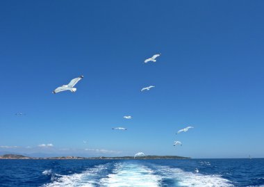 deniz mavi yaz gökyüzüne uçan martıları