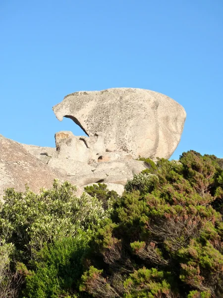 Vegetation und Granitfelsen in Gallura, Sardinen, Italien — Stockfoto