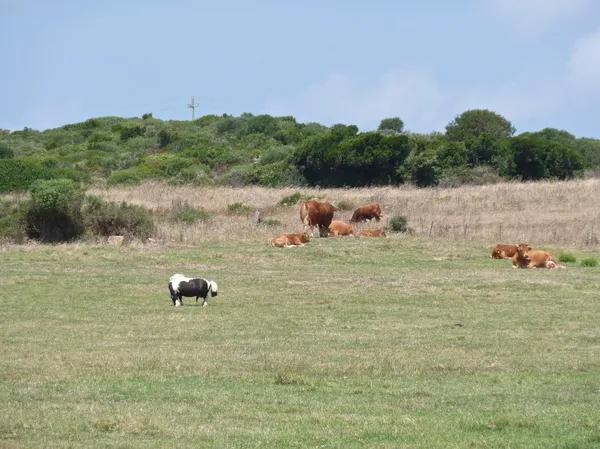 Cows grazing on a meadow in Sardinia, Italy — Stock Photo, Image