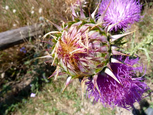 Flor de cardo salvaje —  Fotos de Stock