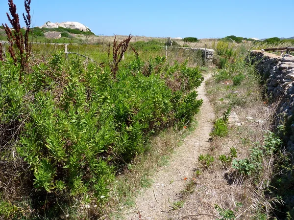 Vegetation und Granitfelsen in Gallura, Sardinen, Italien — Stockfoto