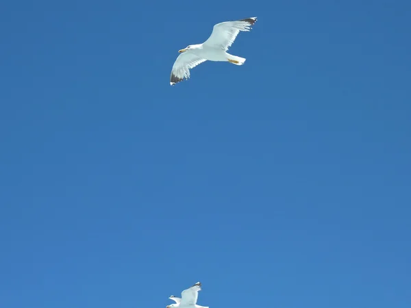 Möwen fliegen über das Meer in einen blauen Sommerhimmel — Stockfoto