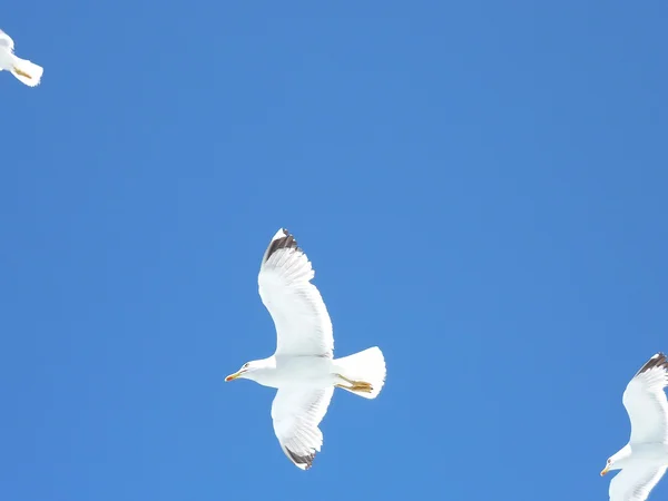 Чайки летят над морем в голубое летнее небо — стоковое фото