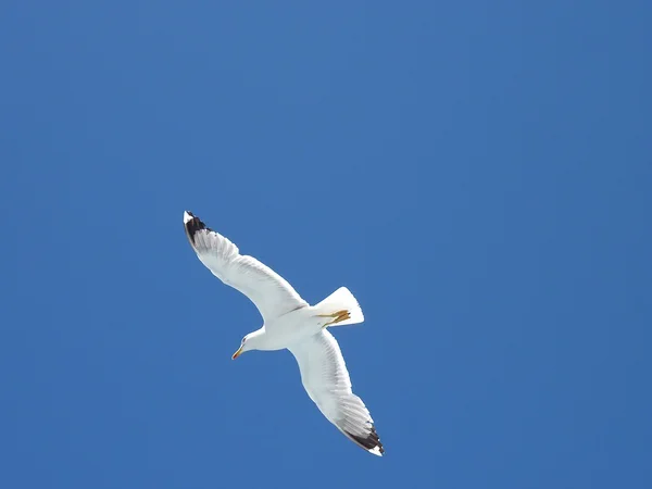 Gabbiani che sorvolano il mare in un cielo blu estivo — Foto Stock