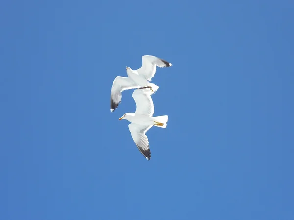 Meeuwen vliegen over de zee in een blauwe zomer hemel — Stockfoto