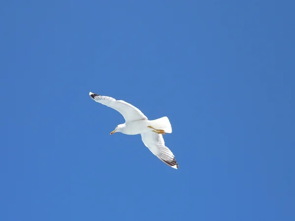 Möwen fliegen über das Meer in einen blauen Sommerhimmel — Stockfoto