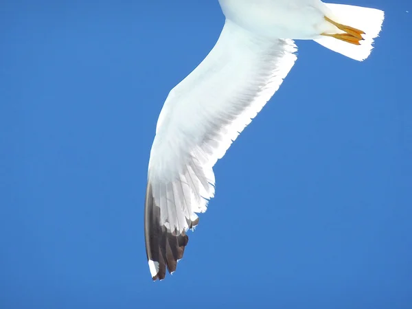 Meeuwen vliegen over de zee in een blauwe zomer hemel — Stockfoto