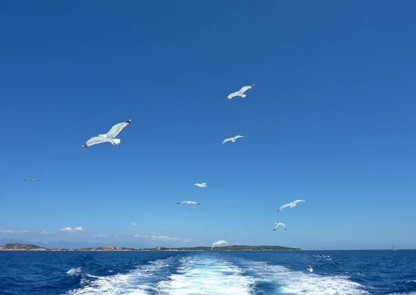 Gabbiani che sorvolano il mare in un cielo blu estivo — Foto Stock
