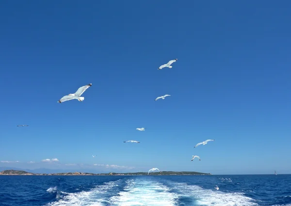 Gaviotas volando sobre el mar en un cielo azul de verano —  Fotos de Stock