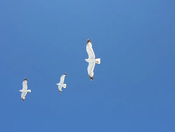 Meeuwen vliegen over de zee in een blauwe zomer hemel — Stockfoto