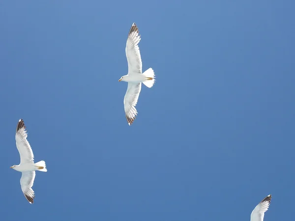 Meeuwen vliegen over de zee in een blauwe zomer hemel — Stockfoto