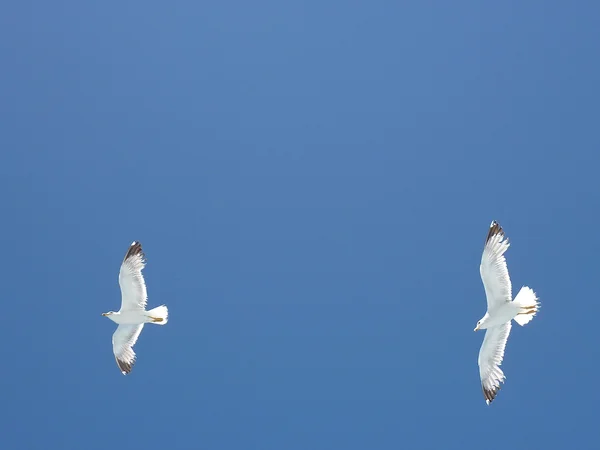 Gaivotas voando sobre o mar em um céu azul de verão — Fotografia de Stock