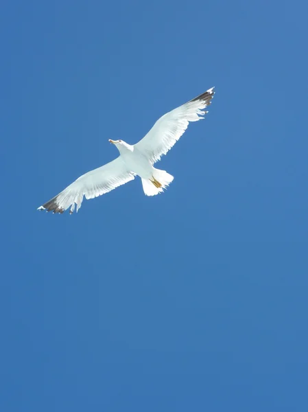 Måsarna flyger över havet i en blå sommarhimmel — Stockfoto