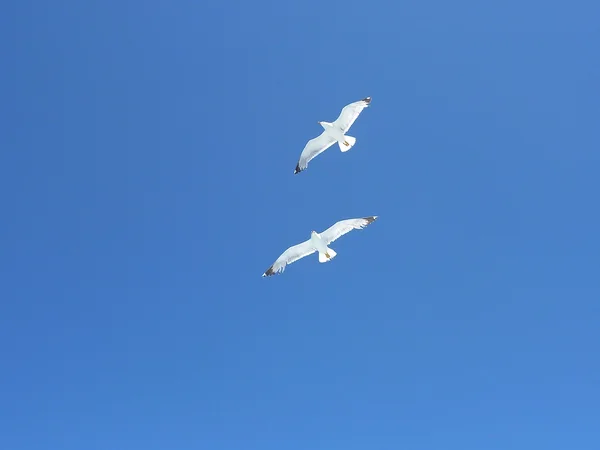 Meeuwen vliegen over de zee in een blauwe zomer hemel — Stockfoto