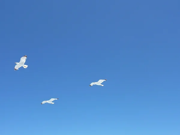 Gaivotas voando sobre o mar em um céu azul de verão — Fotografia de Stock