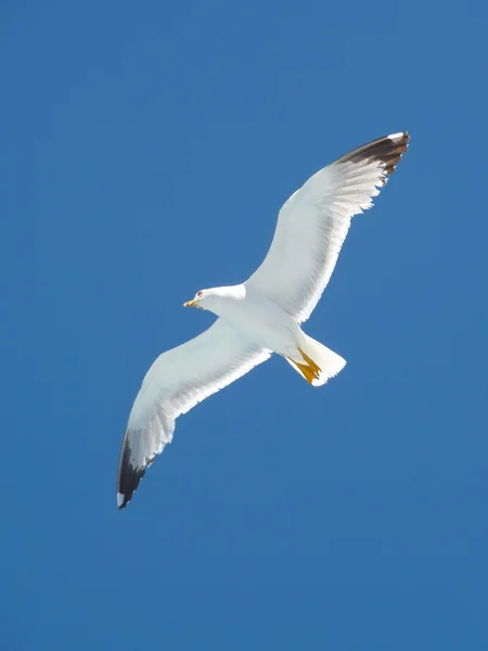 deniz mavi yaz gökyüzüne uçan martıları