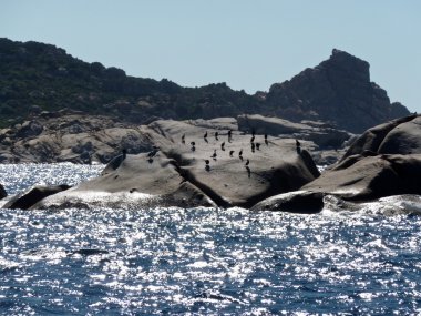 Neredeyse ada-Kuzey Sardinya, İtalya'da denilen Isola dei gabbiani, isuledda, değildir,