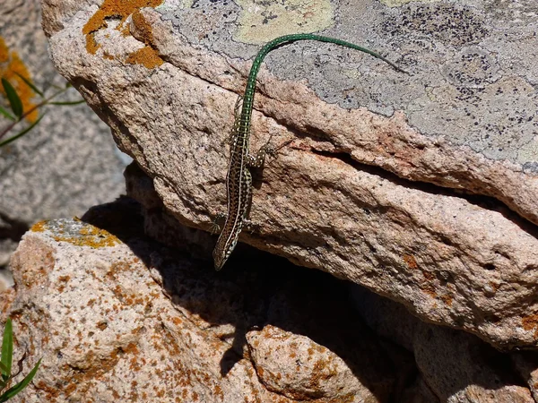 Pequeño lagarto de roca de cerca — Foto de Stock