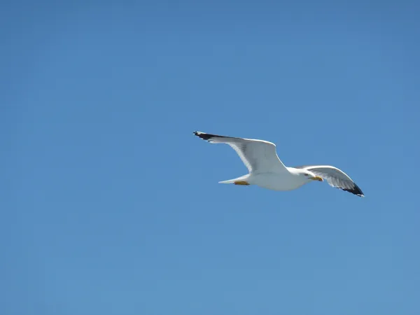 Möwen fliegen über das Meer in einen blauen Sommerhimmel — Stockfoto