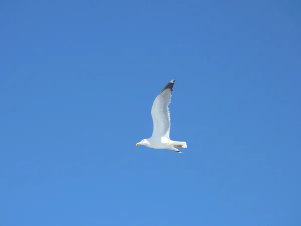 Γλάροι πετούν πάνω από τη θάλασσα σε ένα μπλε καλοκαιρινό ουρανό — Φωτογραφία Αρχείου
